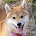 柴犬こめ0歳 (@shibainukome) Twitter profile photo 柴犬こめ0歳 (@shibainukome) Twitter profile photo