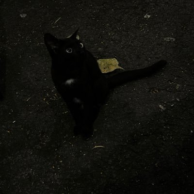 noirnorwen's profile picture. hello dead inside do not open