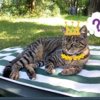 Simba le roi (@philrpn) 's Twitter Profile