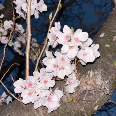 tr0mb0ne_10ve's profile picture. @suzufarm1225 ←本垢

@Tb_Dr_brass 吹奏楽垢