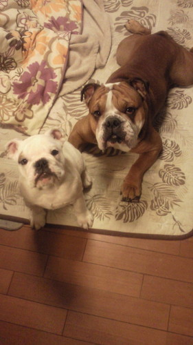 seibo_816's profile picture. 