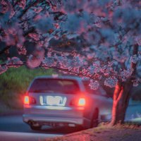 いすみん (@isumin_picture) 's Twitter Profile