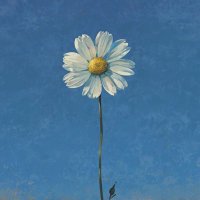 sarmad sami (@foilhayder) 's Twitter Profile