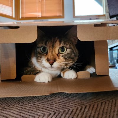 Zak_BUP's profile picture. 23 🇺🇸 | Jesus is King | MMA Fighter | Muay Thai Coach | Discord : Zak8843