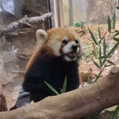 リーゼルさんのプロフィール画像