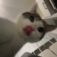 SocialistKitty☭🚩 (@socialistkitty_) 's Twitter Profile Photo SocialistKitty☭🚩 (@socialistkitty_) 's Twitter Profile Photo