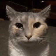 BUSA_Isaac's profile picture. Former BUSA Secretary of Defense