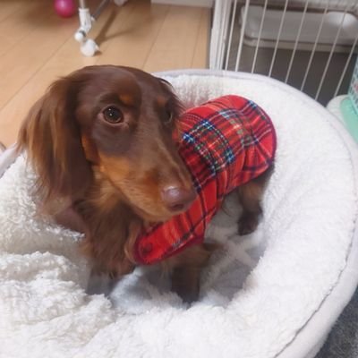 kirin11kirin's profile picture. 介護の仕事をして早十数年‼️
最近Twitterをよく見るようになって、同業の仲間のポストを見て刺激を受けてる中年🤗
勝手なフォロー許して下さい🙇

バイクでストレス解消🏍️
新しい家族にダックスちゃんを迎えました🐶
癒されています🐶