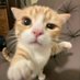 ihsak (@ihsakmeow) Twitter profile photo ihsak (@ihsakmeow) Twitter profile photo