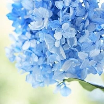 mimipeace9's profile picture. 閲覧垢
ꕤ 無言フォロー失礼しますᕷ*.°