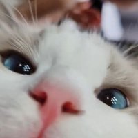 šaquariumDd (@chenxiao0517) 's Twitter Profile