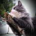 Chat_Perché🐱 (@dragosweet) Twitter profile photo Chat_Perché🐱 (@dragosweet) Twitter profile photo