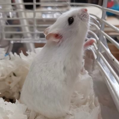 wendifan2001's profile picture. humanoid hamster.
Java games, always.