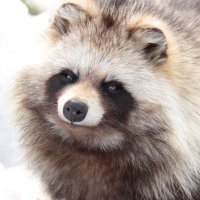 の (@pon_tanupoko) 's Twitter Profile Photo