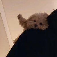 Sinamnm (@sinatut5) 's Twitter Profile