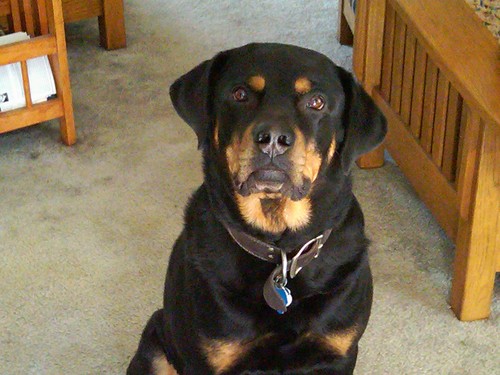 xsgtdanusmc's profile picture. Christian. Former Active Duty Marine (not as lean or mean, but always a Marine). Politically conservative.