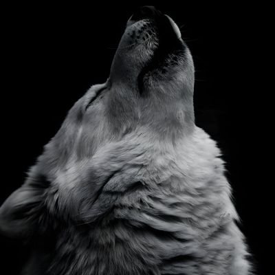 trytohardd's profile picture. Alayına Beşiktaş