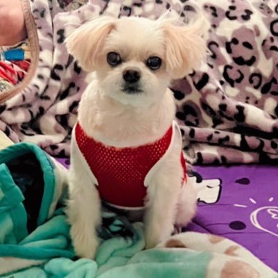 warn04581171's profile picture. พ่อเราเป็น คนหล่อ ที่ชอบให้ชมว่า คนสวยยยย 🌻ม๋าตัวนี้รักเจ้าของ🌻แต่ อัธยาศัย ดี เฟรนลี่🐶