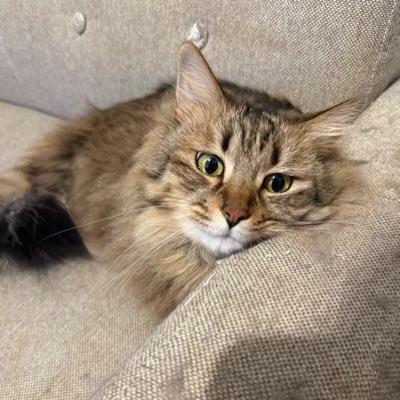 zaker5025's profile image