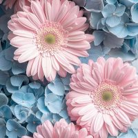 نبراس (@nibraas555) 's Twitter Profile