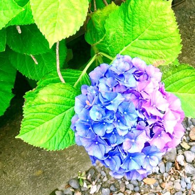 (ミッフィーちゃん)は江田noファンクラブ第406回参照(https://t.co/Oooq8lOjcK)ドリアンネームはミッフィーちゃんで定着。好きな音楽を聴き、好きな演劇を観て、ゆるりとだらりと生きています。宿敵は低気圧と胃痛。こんな大人になってはいけないお手本のようなもの。右脳だけで生きてます。
