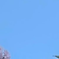 遠野 (@lkbabuu) 's Twitter Profile Photo 遠野 (@lkbabuu) 's Twitter Profile Photo
