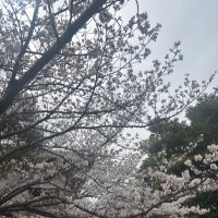 LaLune (@hyeon219614) 's Twitter Profile