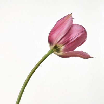 izahraa139's profile picture. 📖 ☕️ 🛋️ 🪴 🦋 🏃‍♀️