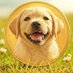 DOG COIN (@dogsolanacoin) Twitter profile photo DOG COIN (@dogsolanacoin) Twitter profile photo