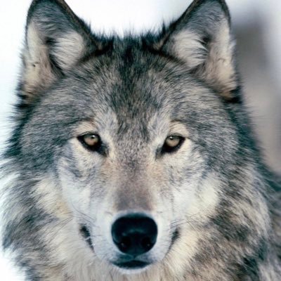 Riojavino's profile picture. 