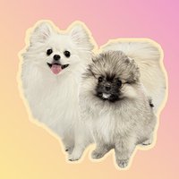 ポメラニアン🍭てちメト🐻❄️🐻 (@techipome) 's Twitter Profile Photo ポメラニアン🍭てちメト🐻❄️🐻 (@techipome) 's Twitter Profile Photo