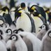 PenguinsAgainstTrump (@libladypenguin) Twitter profile photo PenguinsAgainstTrump (@libladypenguin) Twitter profile photo