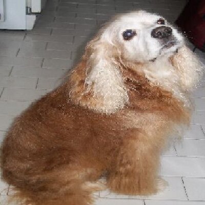 raregoster's profile image