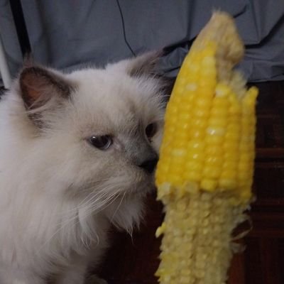 Ralflis's profile picture. Petaling - Subang Jaya Spokesperson . Extra Salty . Petty . Hater . No Gods No Masters .