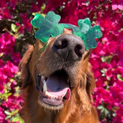 sarahgymfan's profile picture. LSU Alumna