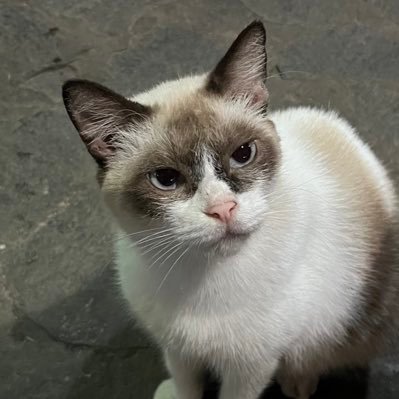 mengontoluwh's profile picture. 