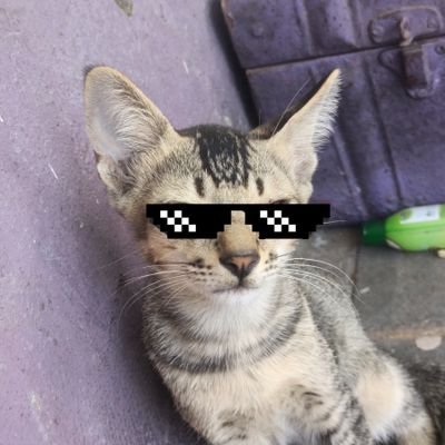 Monal_offi's profile picture. 