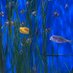Baxter the box fish (@baxterboxfish) Twitter profile photo Baxter the box fish (@baxterboxfish) Twitter profile photo