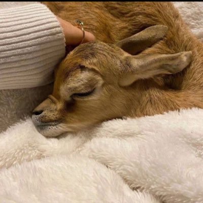 Itzz3li's profile picture. Rude to people , sweet for you