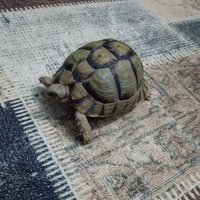 شقردي (@eslam50620525) 's Twitter Profile