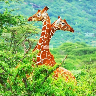 world_908's profile picture. Believe in Love 💟