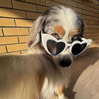 chilla_chi44454's profile picture. Is just a border collie girlie who likes esc SUPPORTS UKRAINE AND PALESTINE SHE/HER