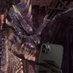 Fatalis (@mrburnyocastle) Twitter profile photo Fatalis (@mrburnyocastle) Twitter profile photo