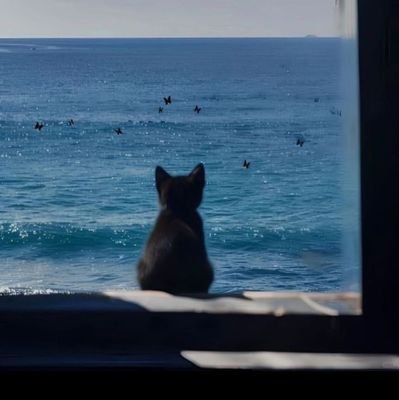 KashishSo's profile picture. 