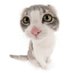 #1 Trife enjoyer (@lupey35) Twitter profile photo #1 Trife enjoyer (@lupey35) Twitter profile photo