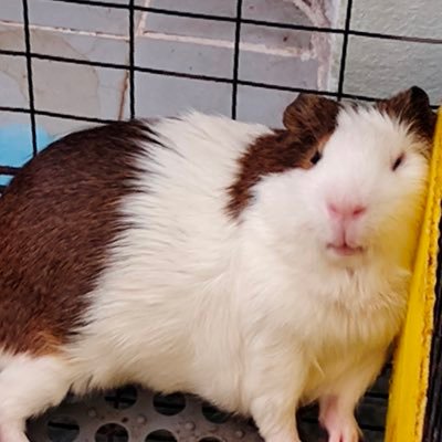 Toon_law's profile picture. 