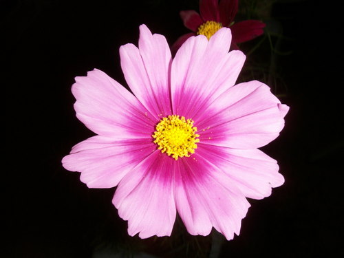 massageinthesun's profile picture. If you're ever in Mauritius and looking for a professional massage therapist, contact me.