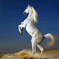 abdullah zeen AL AbdIn (@ayyana3974) 's Twitter Profile