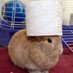 bluenosedrabbits (@bluenosedrabbit) Twitter profile photo bluenosedrabbits (@bluenosedrabbit) Twitter profile photo