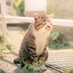 はやし🍖☕️😸🐕✈️🌟 (@tanoshimouze11) Twitter profile photo